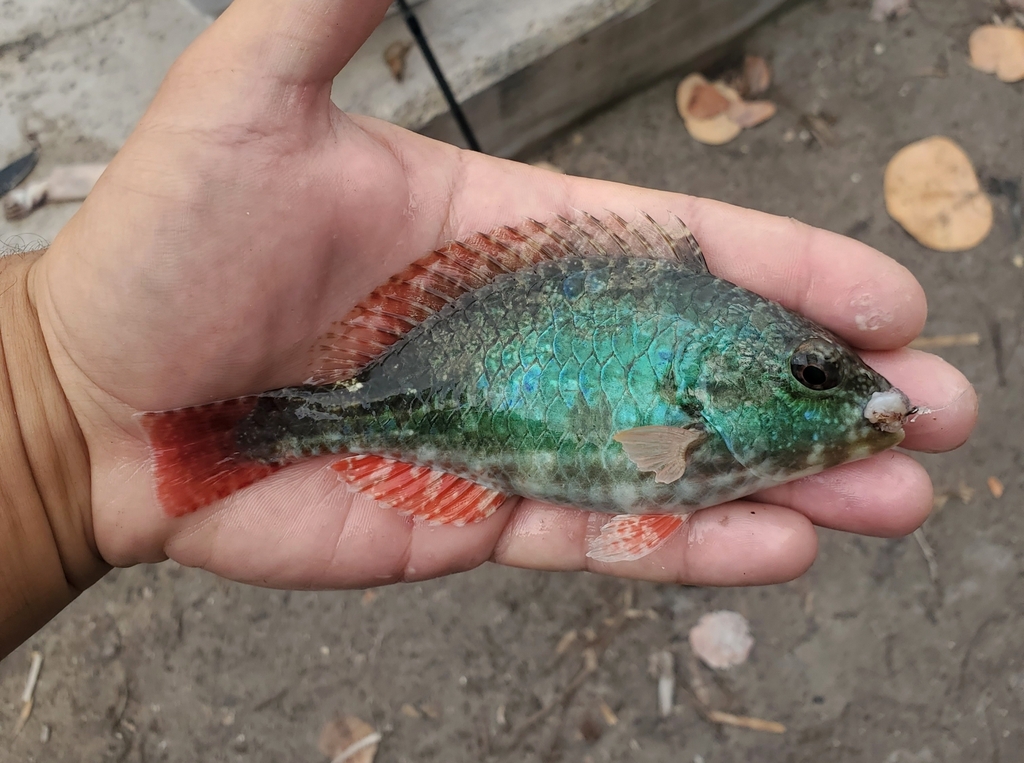 Photo of Greenblotch Parrotfish (Sparisoma aurofrenatum)