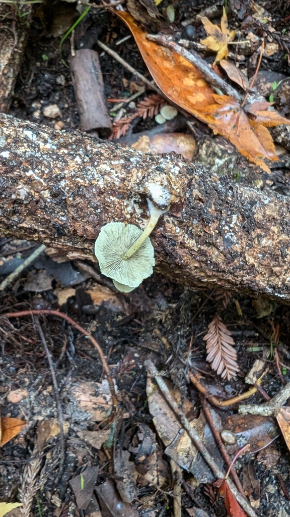 Hypholoma fasciculare · November 2024 · photo: © atsushi_nakajima_cirque (iNaturalist, cc-by)