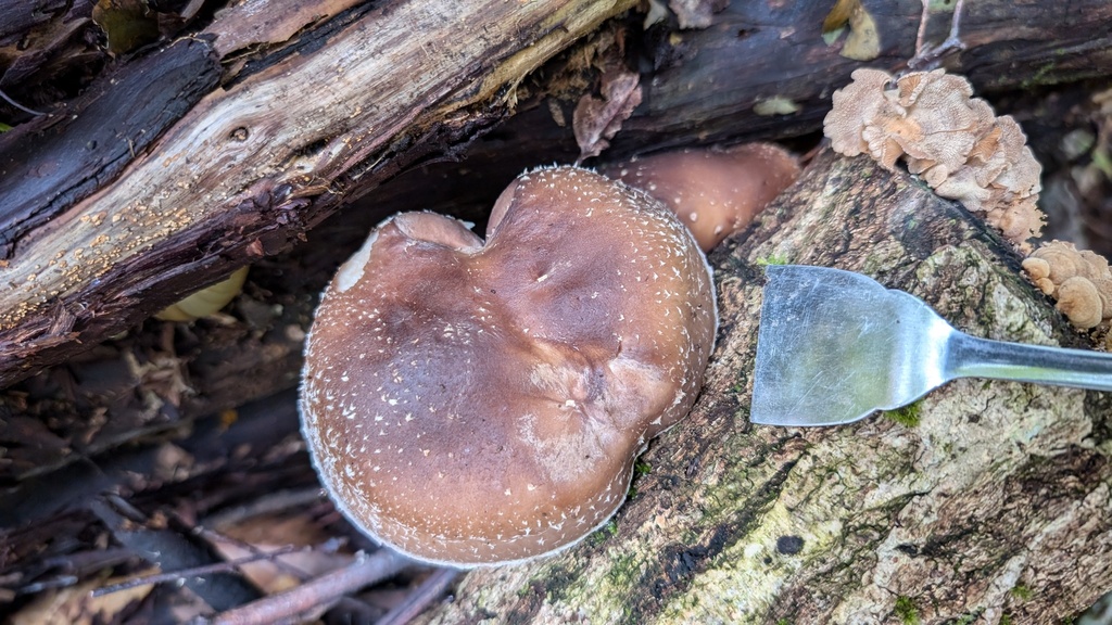 Lentinula edodes