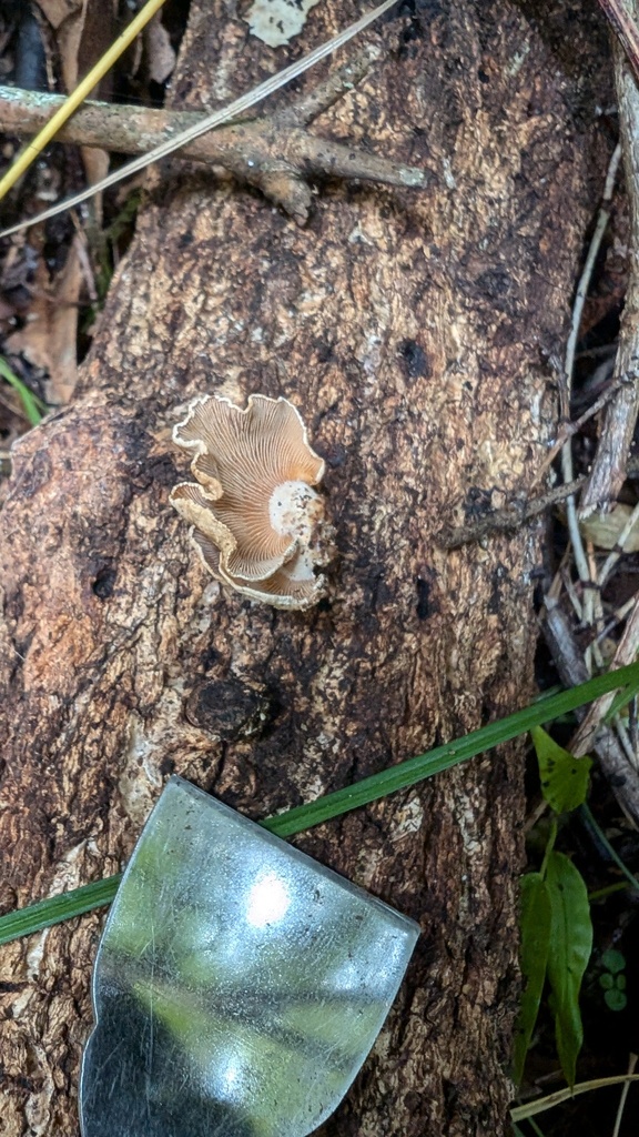 Panellus stipticus · November 2024 · photo: © atsushi_nakajima_cirque (iNaturalist, cc-by)