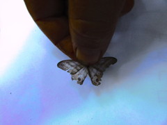 Chloreuptychia herseis
