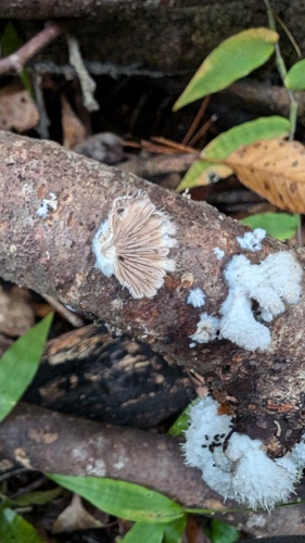 Schizophyllum commune