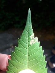 Stigmella intermedia