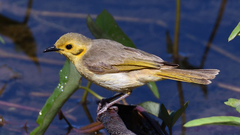 Ptilotula flavescens