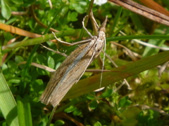 Agriphila selasella