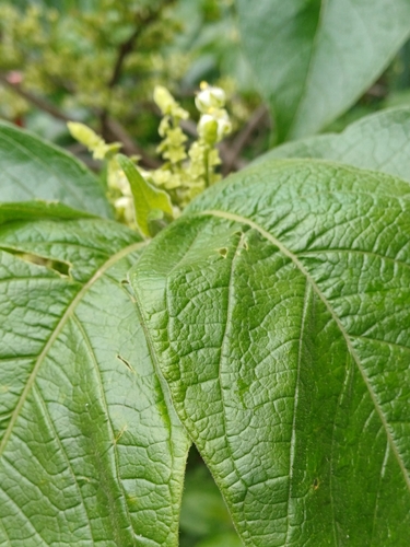 Image of Vangueria infausta by (c) Margaret Burger, some rights reserved (CC BY-SA)