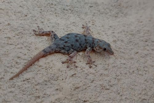 Barnard’s Namib Day Gecko, Rhoptropus barnardi