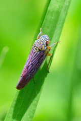 Graphocephala edwardsii