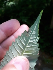 Stigmella intermedia