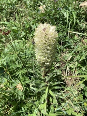 Campanula thyrsoides