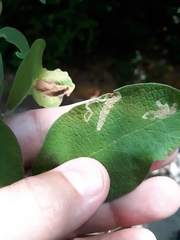 Aulagromyza luteoscutellata