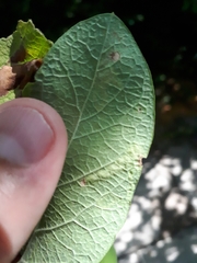 Aulagromyza luteoscutellata