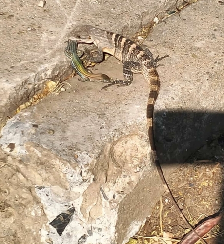Western Spiny-tailed Iguana, San Pablo Nte, 70650 Salina Cruz, Oax., México, photo 10 of 10