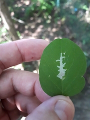 Parectopa robiniella