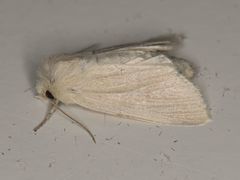 Zosteropoda clementei