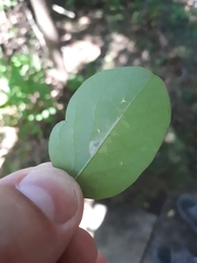 Parectopa robiniella