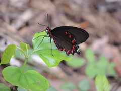 Parides montezuma