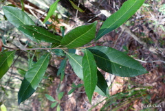 Elaeocarpus reticulatus
