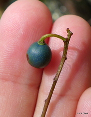 Elaeocarpus reticulatus