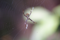Argiope versicolor