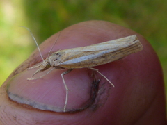 Agriphila selasella
