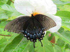 Papilio glaucus