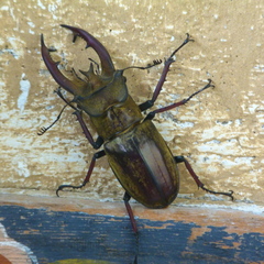 Lucanus lunifer