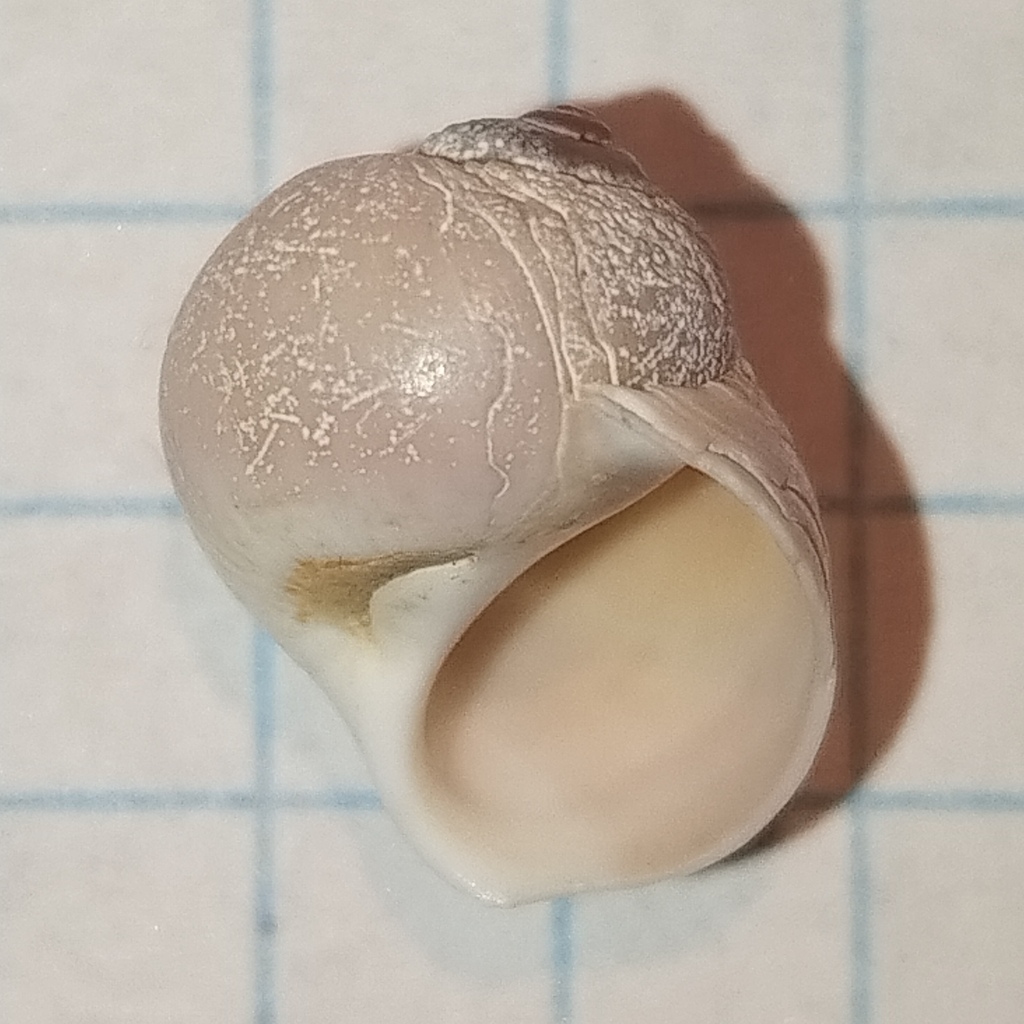 Arctic moonsnail