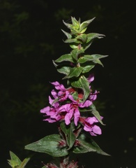 Lythrum salicaria