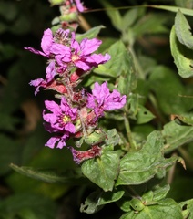 Lythrum salicaria