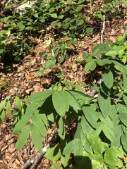 Lathyrus laevigatus occidentalis