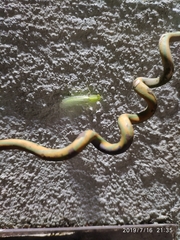 Tropidomantis gressitti