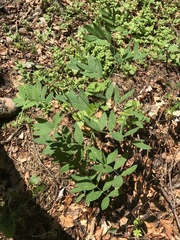 Lathyrus laevigatus occidentalis
