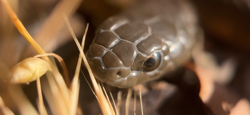 Tiger Snake sighting