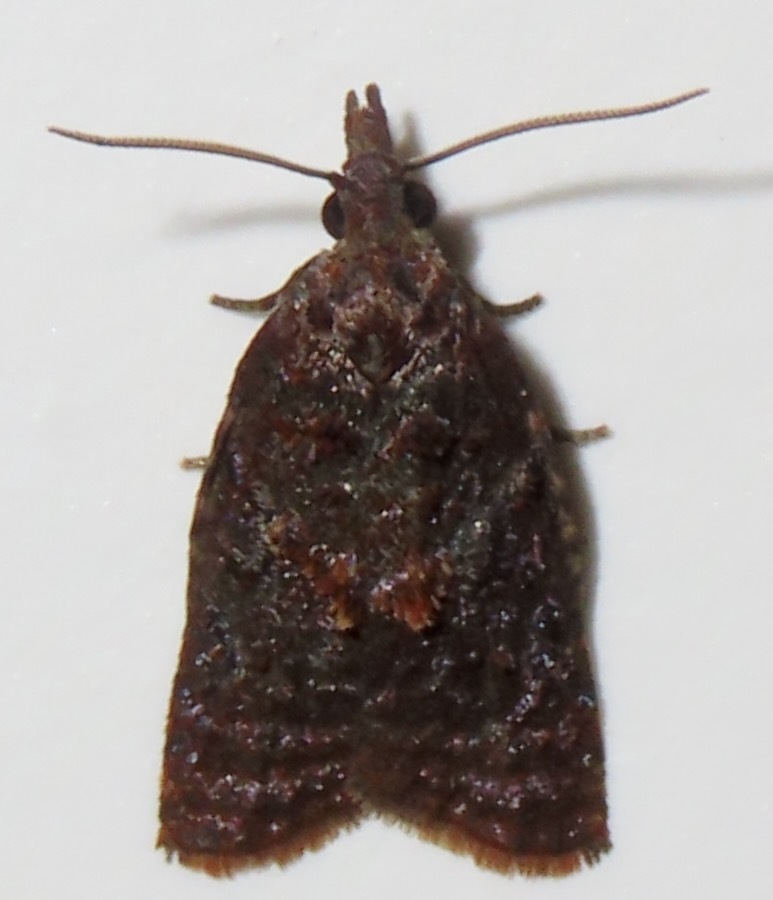 Platynota colobota