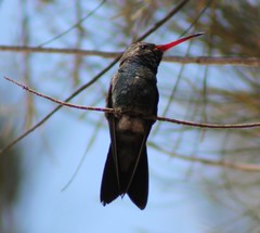 Cynanthus latirostris