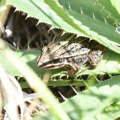 Leptodactylus gracilis