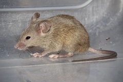 House Mouse photo 1
