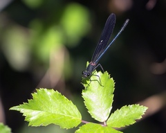 Calopteryx haemorrhoidalis