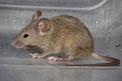 House Mouse photo 2