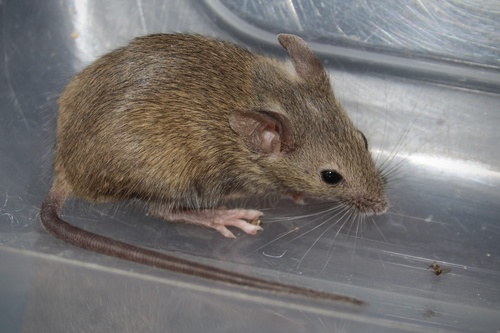 House Mouse