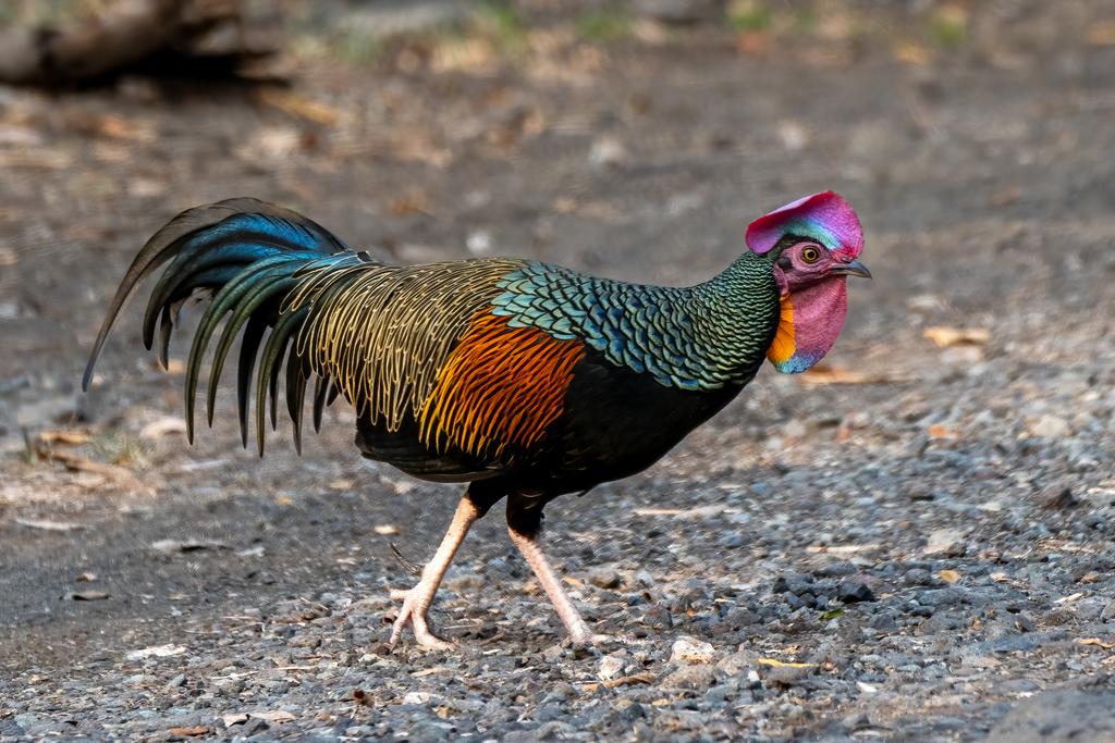 Green Junglefowl (Gallus varius) photo