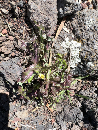 Sonchus asper observed 2024-11-18