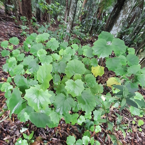 Image of Roldana petasitis by (c) Greg Tasney, some rights reserved (CC BY-SA)