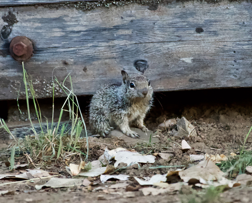 iNaturalist observation photo of Douglas's Ground Squirrel
