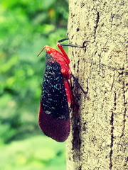 Kalidasa lanata