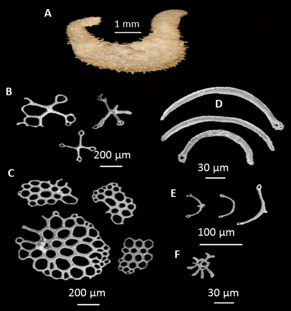 Echinocucumis