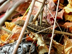 Sceloporus squamosus