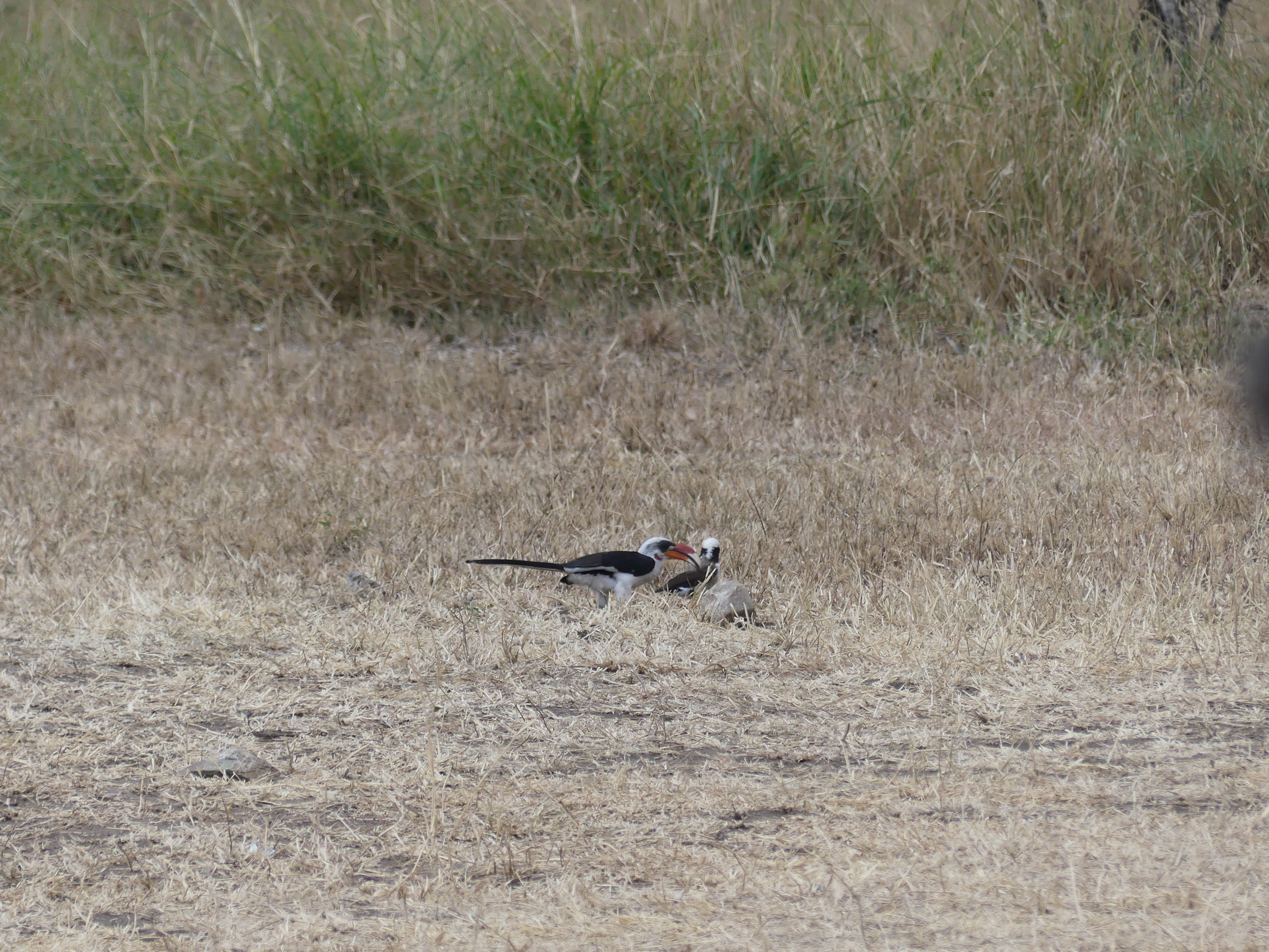 Tanzanian Red-billed Hornbill (Tockus ruahae), photo 8