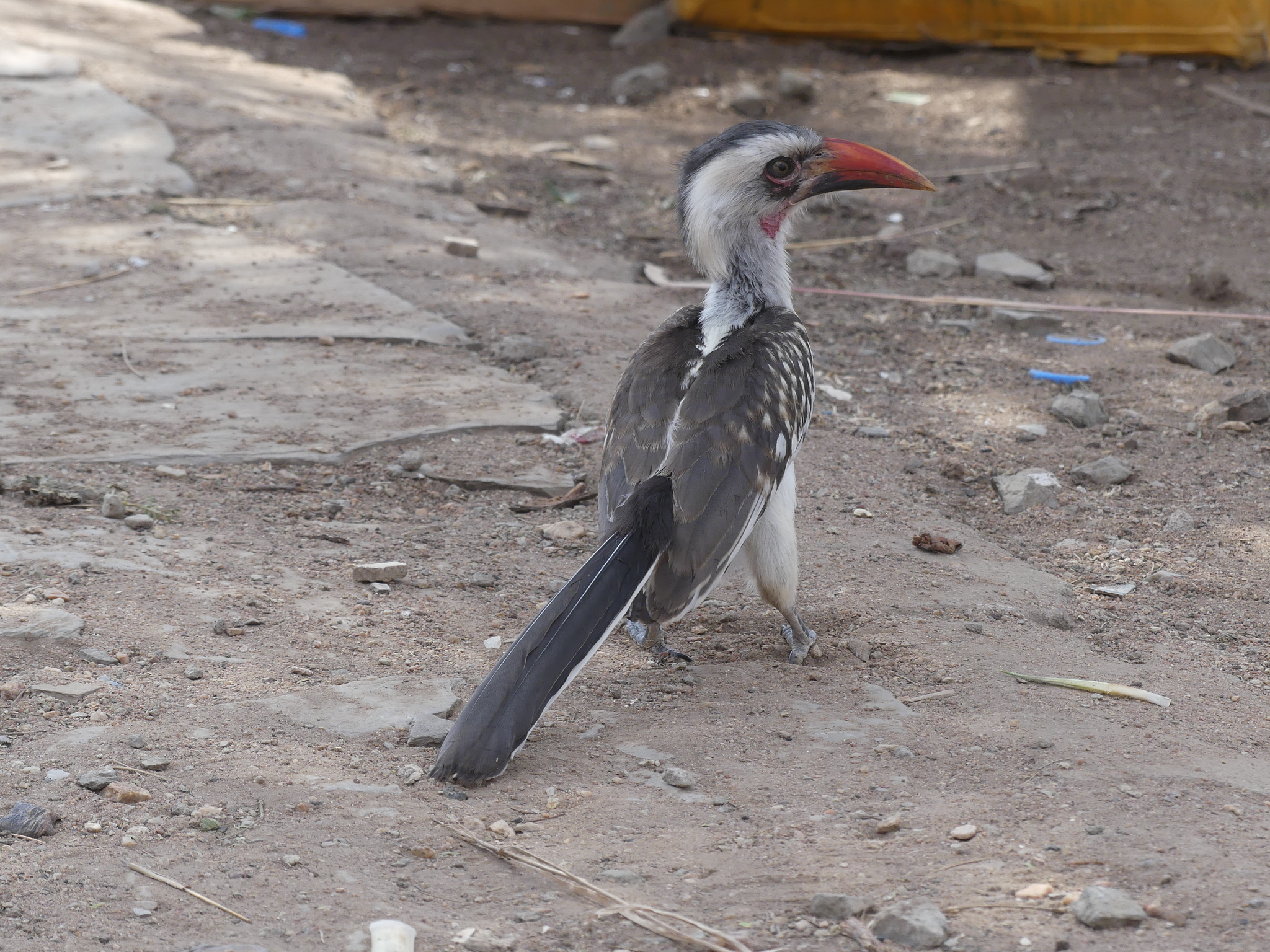 Tanzanian Red-billed Hornbill (Tockus ruahae), photo 7